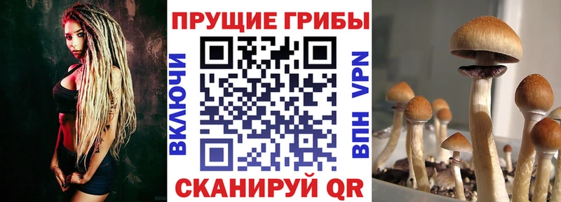 Галлюциногенные грибы Psilocybine cubensis  Купить закладки  Ессентукская 